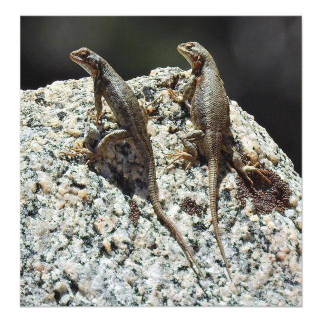 Vildlevande, fototryck, reptiler, lizards fototryck (Framsidan)