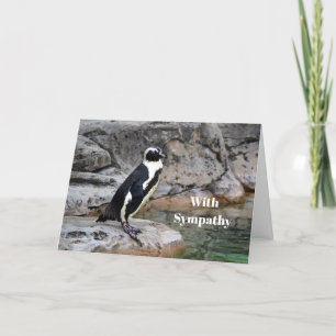 Vildlevande Penguin Fotosympati Kort