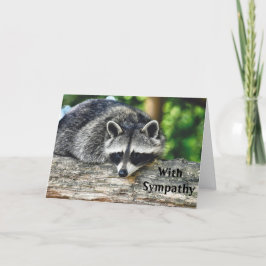 Vildlevande rascoon Log Mammal Fotosympati Kort