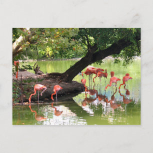 Vildlevande Rosa Flamingo Flock Photo Vykort