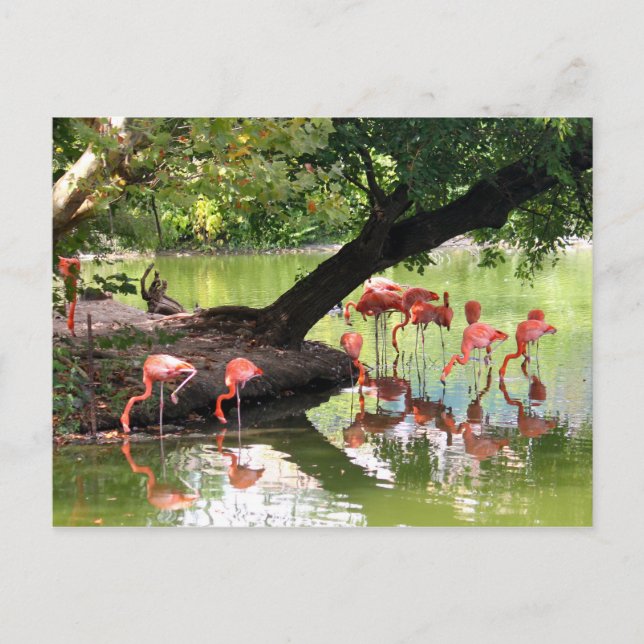 Vildlevande Rosa Flamingo Flock Photo Vykort (Framsida)