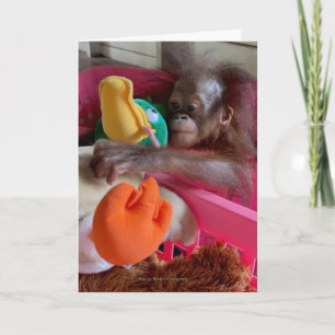 Vildlevande vita kort:Baby Orangutan Grabs Leksake Kort