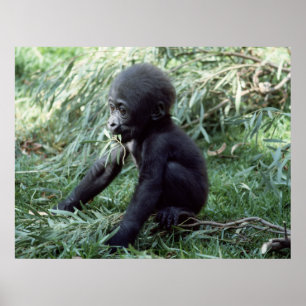 Vildlife Set - Baby Gorilla Close Poster
