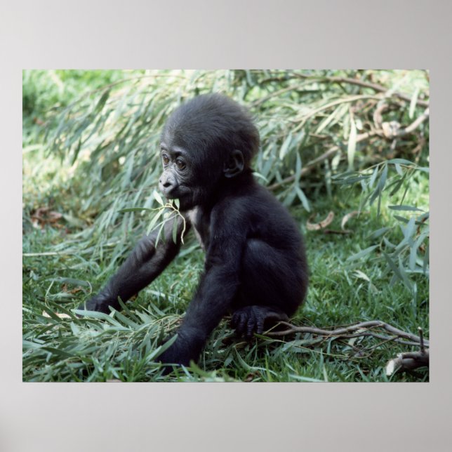 Vildlife Set - Baby Gorilla Close Poster (Framsidan)