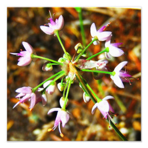 Vildlökblomma Fototryck
