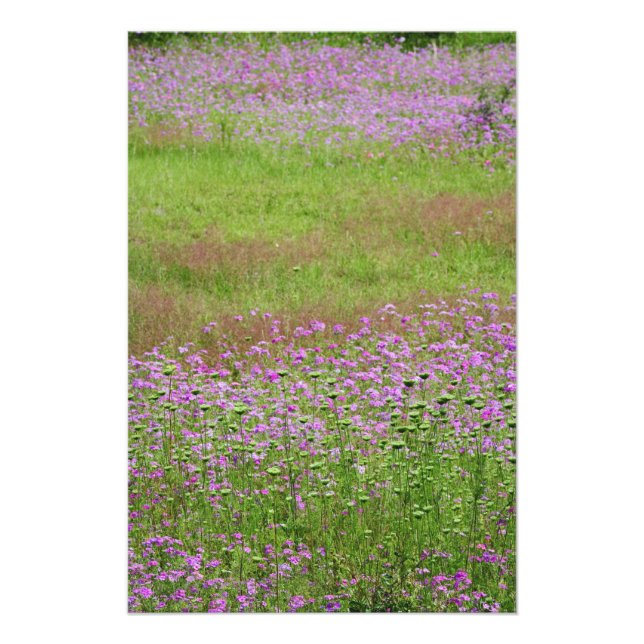Vildmorot (Daucus carota) växer Fototryck (Framsidan)