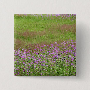 Vildmorot (Daucus carota) växer Knapp