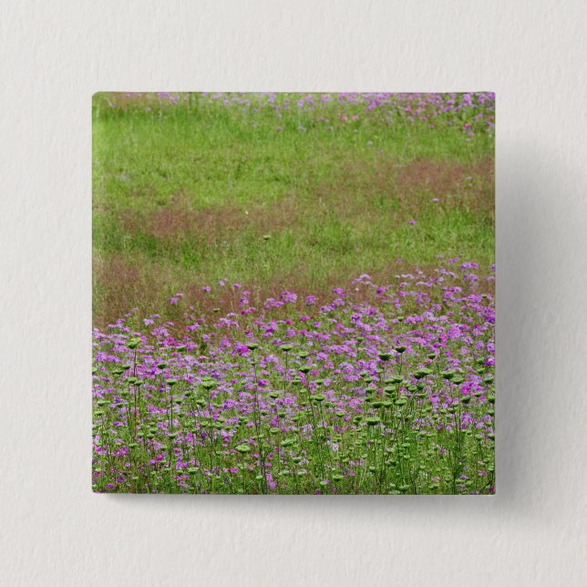 Vildmorot (Daucus carota) växer Knapp (Framsida)