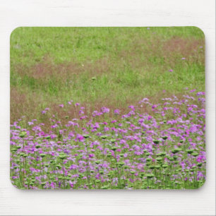 Vildmorot (Daucus carota) växer Musmatta