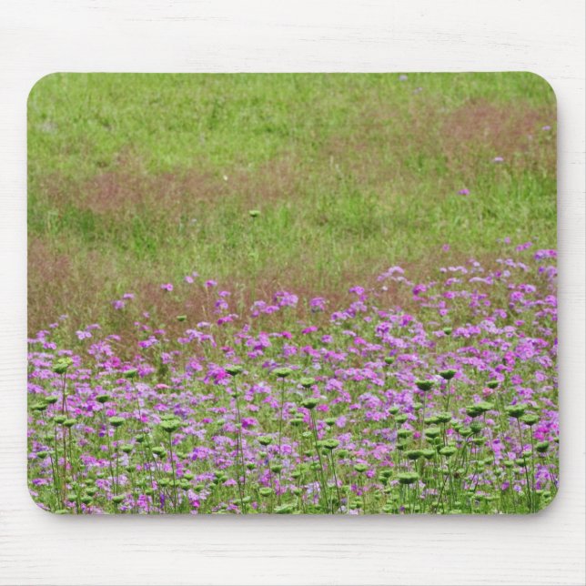Vildmorot (Daucus carota) växer Musmatta (Framsidan)
