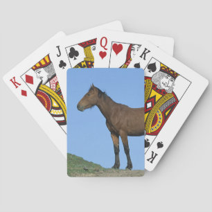 VildMustanghäst Spel Kort