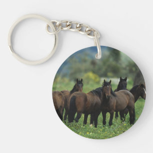 VildMustanghästar 3