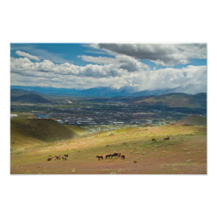 VildMustanghästar av Carson City, Nevada foto