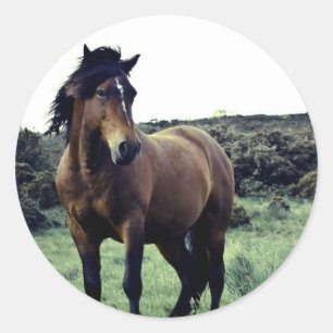 VildMustangklistermärkear Runt Klistermärke