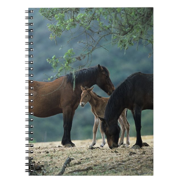 VildMustangMare & föl Anteckningsbok (Framsidan)