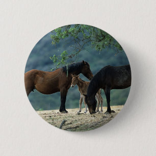 VildMustangMare & föl Knapp