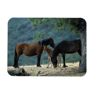 VildMustangMare & föl Magnet