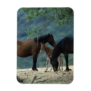VildMustangMare & föl Magnet