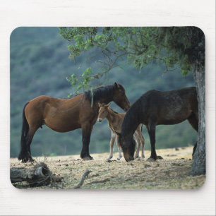 VildMustangMare & föl Musmatta