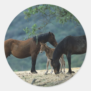 VildMustangMare & föl Runt Klistermärke