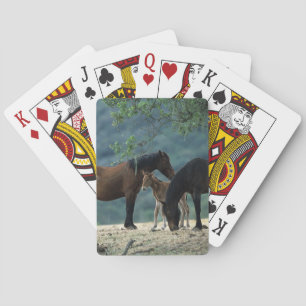 VildMustangMare & föl Spel Kort