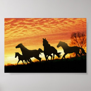 VildMustangs Poster