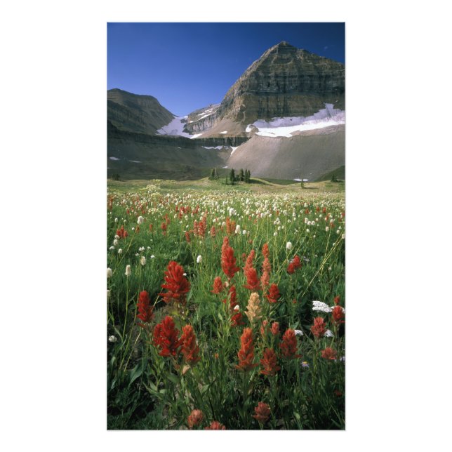 VILDOMRÅDET MOUNT TIMPANOGOS, UT, US, FOTOTRYCK (Framsidan)