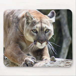 Vildpuma Musmatta