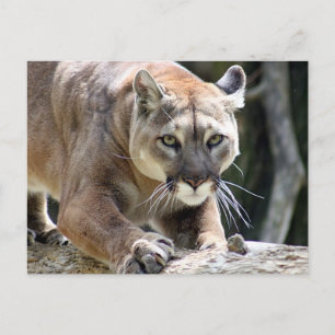 Vildpuma Vykort