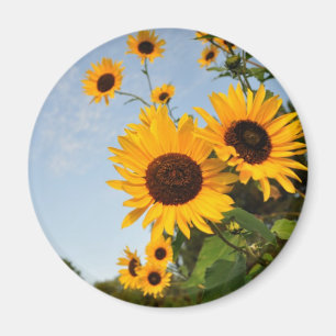 Vildsolrosor Magnet