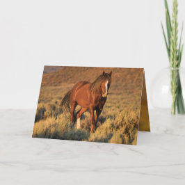 VildSorrelhingst på kortet för gryningvildhäst Kort