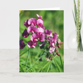 VildSötsak-ärta blomma Kort