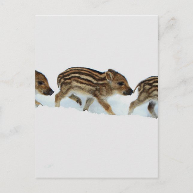 VildsvinPiglets i snön, Tyskland Vykort (Framsida)