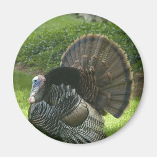 VildTurkiet magnet