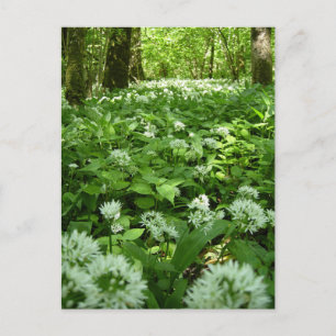 Vildvallsvamp Skog Vykort