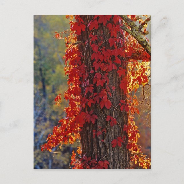 Vildvin klart rött på hösten vid vykort (Framsida)