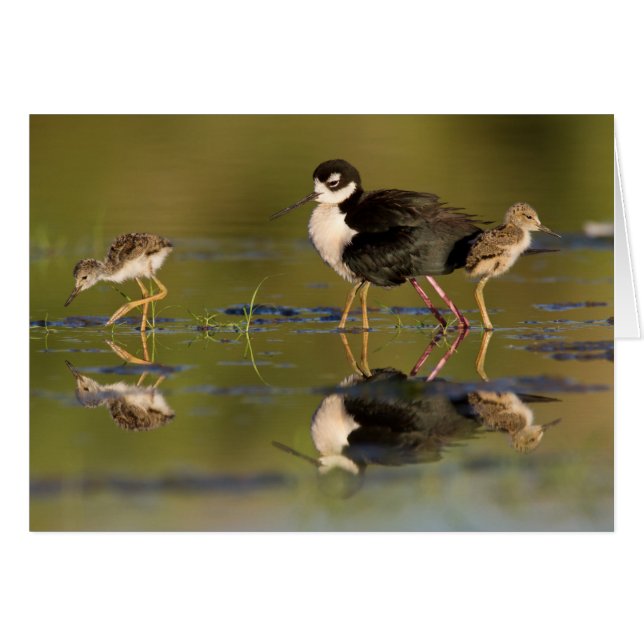 Vilka söta chickar? hälsningskort (Framsidan Horizontal)