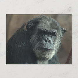 Vilken ansikte? vykort