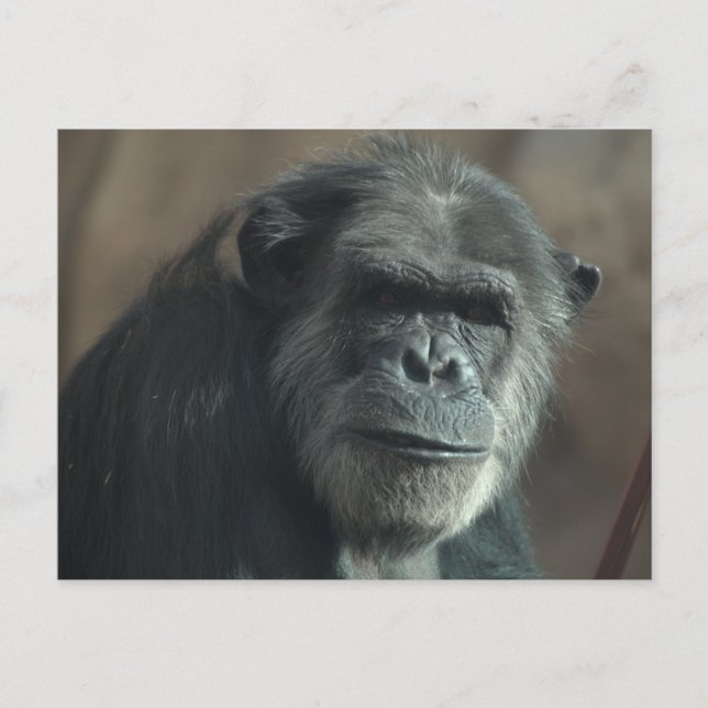 Vilken ansikte? vykort (Framsida)