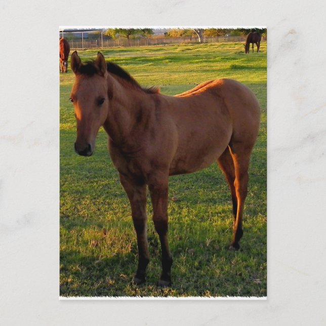 Vilken vacker morgon i Wickenburg Vykort (Framsida)