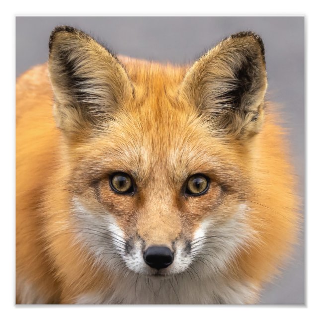 Vilket stort Ögon har du? Fototryck (Framsidan)