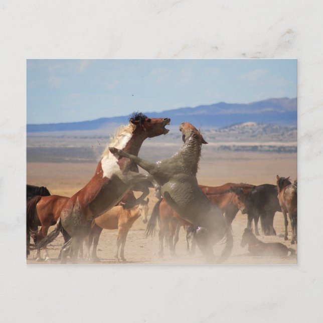 Vill du Biet? Vykort (Framsida)