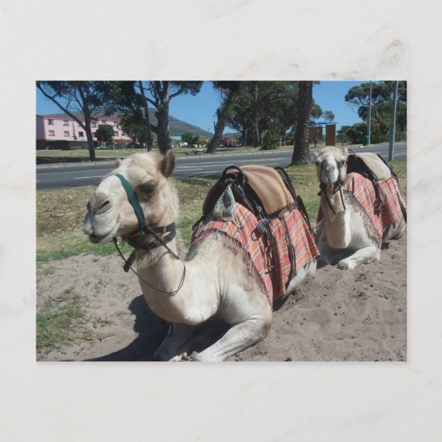 Vill du gå på en rid? vykort (Framsida)