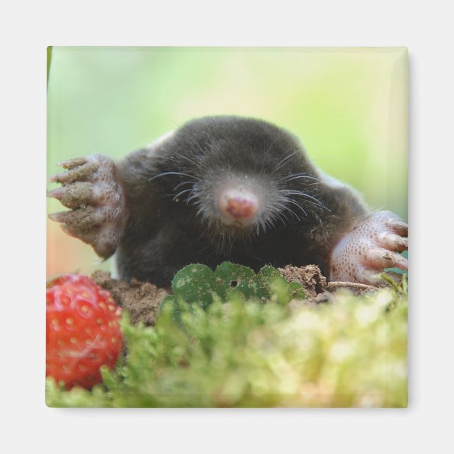 Vill du gifta dig med mig? magnet (Framsidan)
