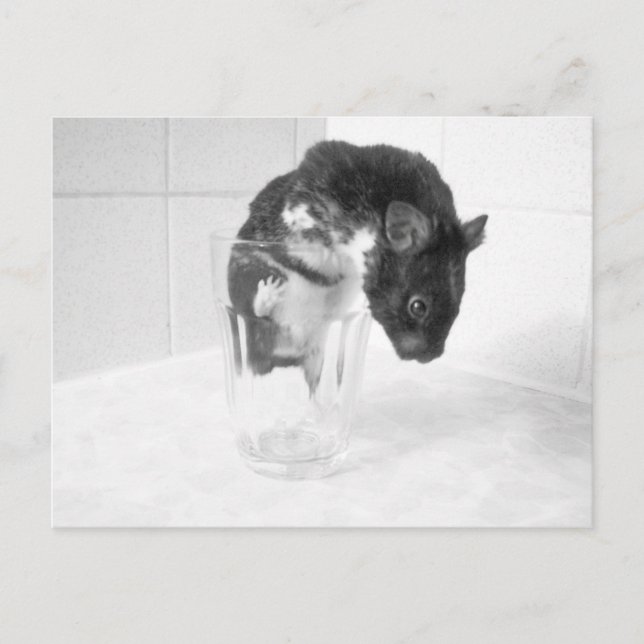 Vill du ha en drink? vykort (Framsida)