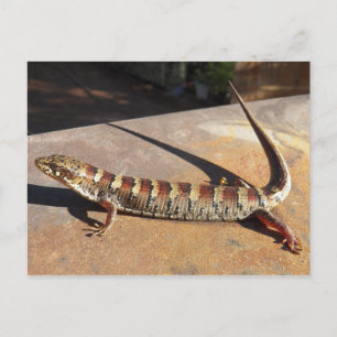 Vill du visa Kung Ställe Alligator Lizard? Vykort