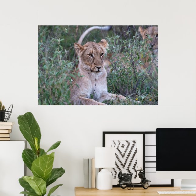 Vilotande lejonhona på afrikansk safari poster (Hemmakontoret)