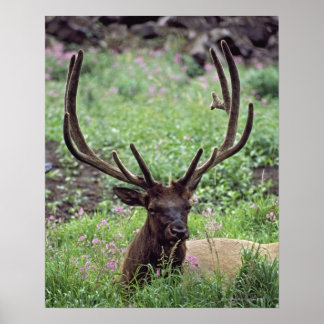 Vilt Elk som ligger kvar i alpängen med klämmor Poster