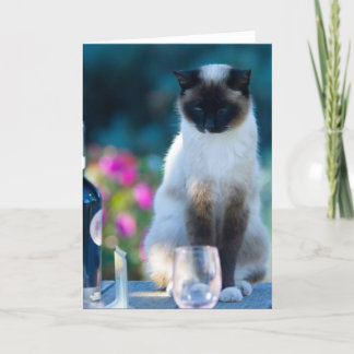 Vin cat kort