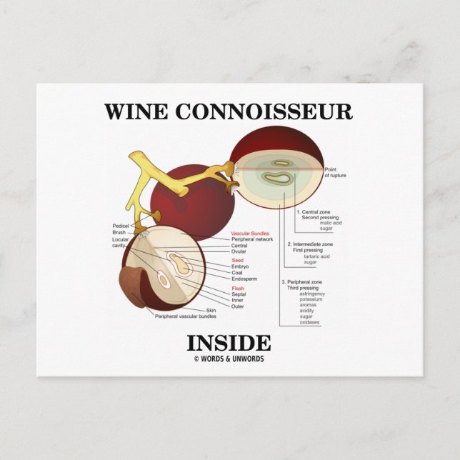 Vin Connoisseur Inside (Vin Grape Berry) Vykort (Framsida)